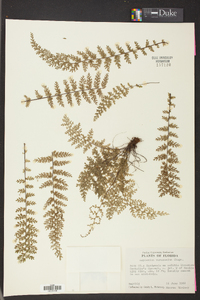 Asplenium verecundum image