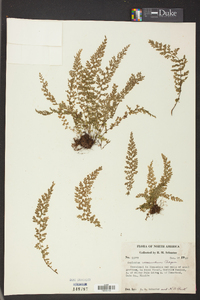 Asplenium verecundum image