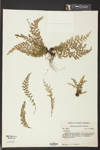 Asplenium verecundum image