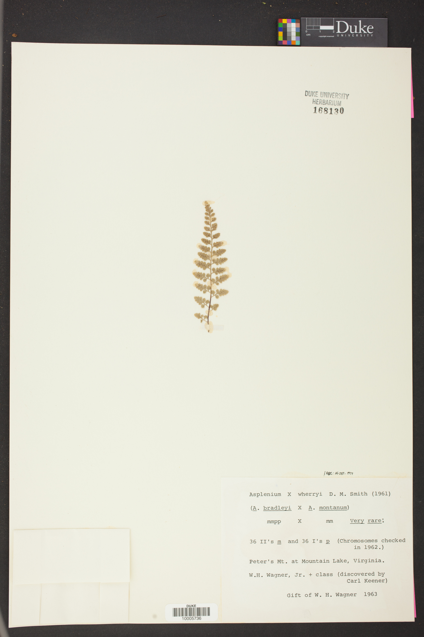 Asplenium x wherryi image