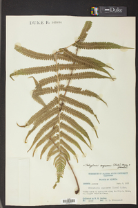 Thelypteris augescens image