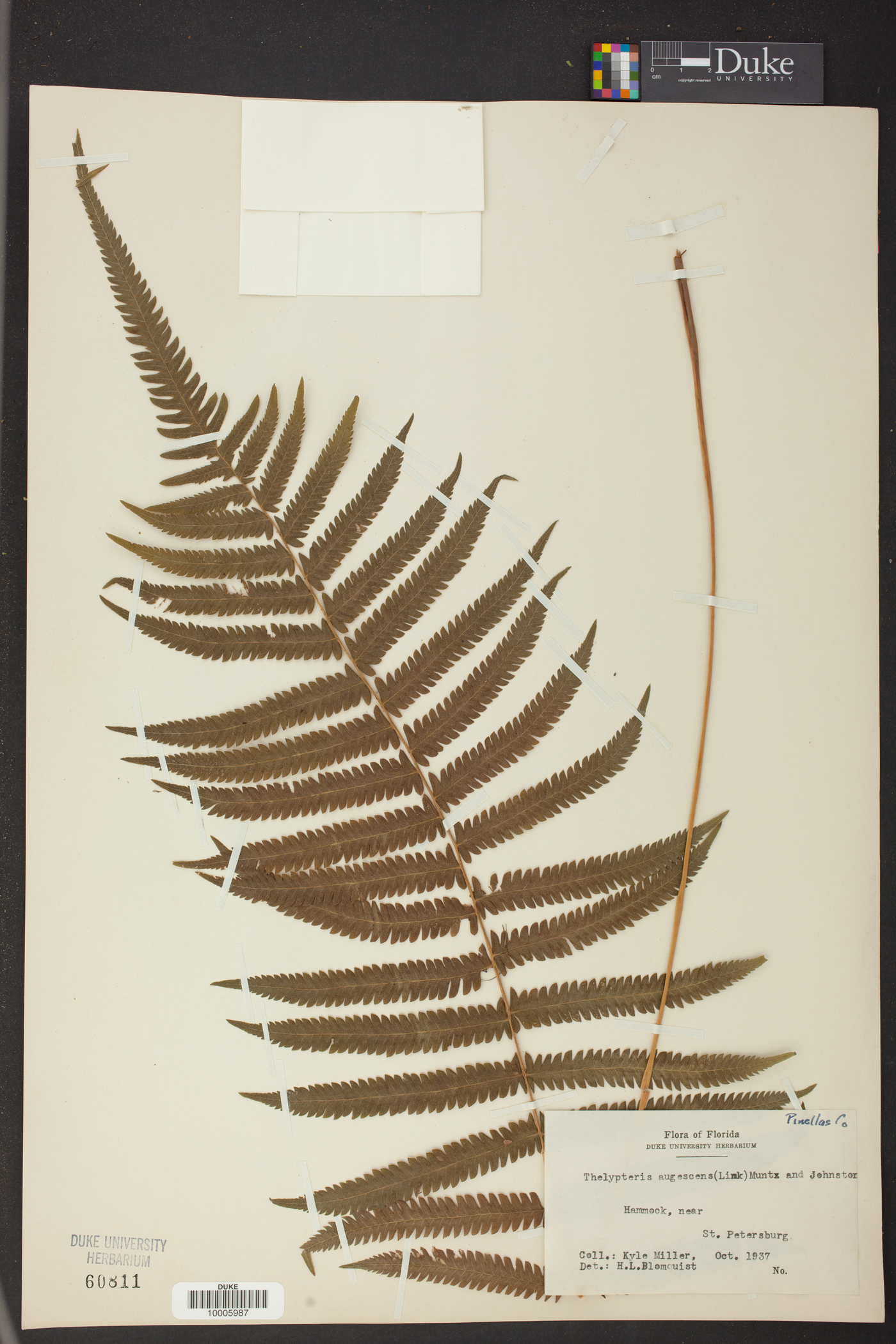 Thelypteris augescens image