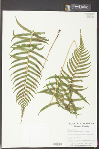 Thelypteris hispidula image