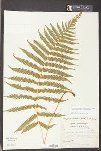 Thelypteris hispidula image