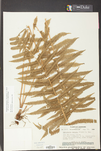 Thelypteris hispidula image