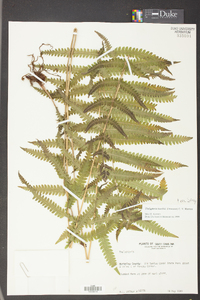 Thelypteris kunthii image