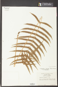 Thelypteris kunthii image