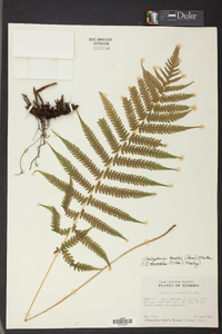 Thelypteris kunthii image