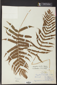 Thelypteris kunthii image