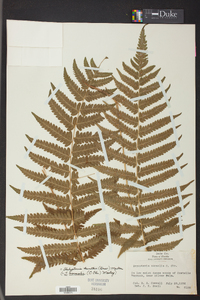 Thelypteris kunthii image