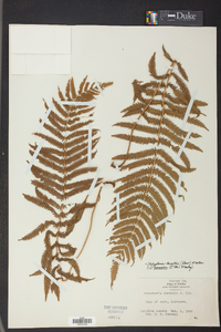 Thelypteris kunthii image