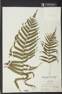 Thelypteris kunthii image