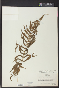 Thelypteris kunthii image