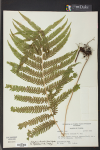 Thelypteris kunthii image