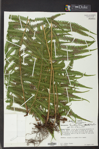 Thelypteris kunthii image