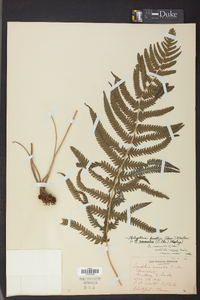 Thelypteris kunthii image