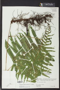 Thelypteris kunthii image