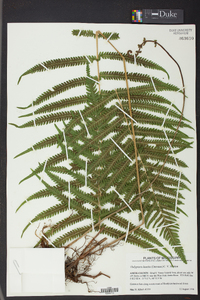 Thelypteris kunthii image