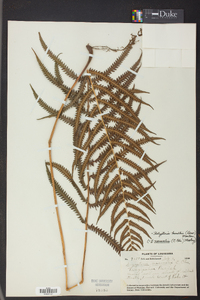 Thelypteris kunthii image