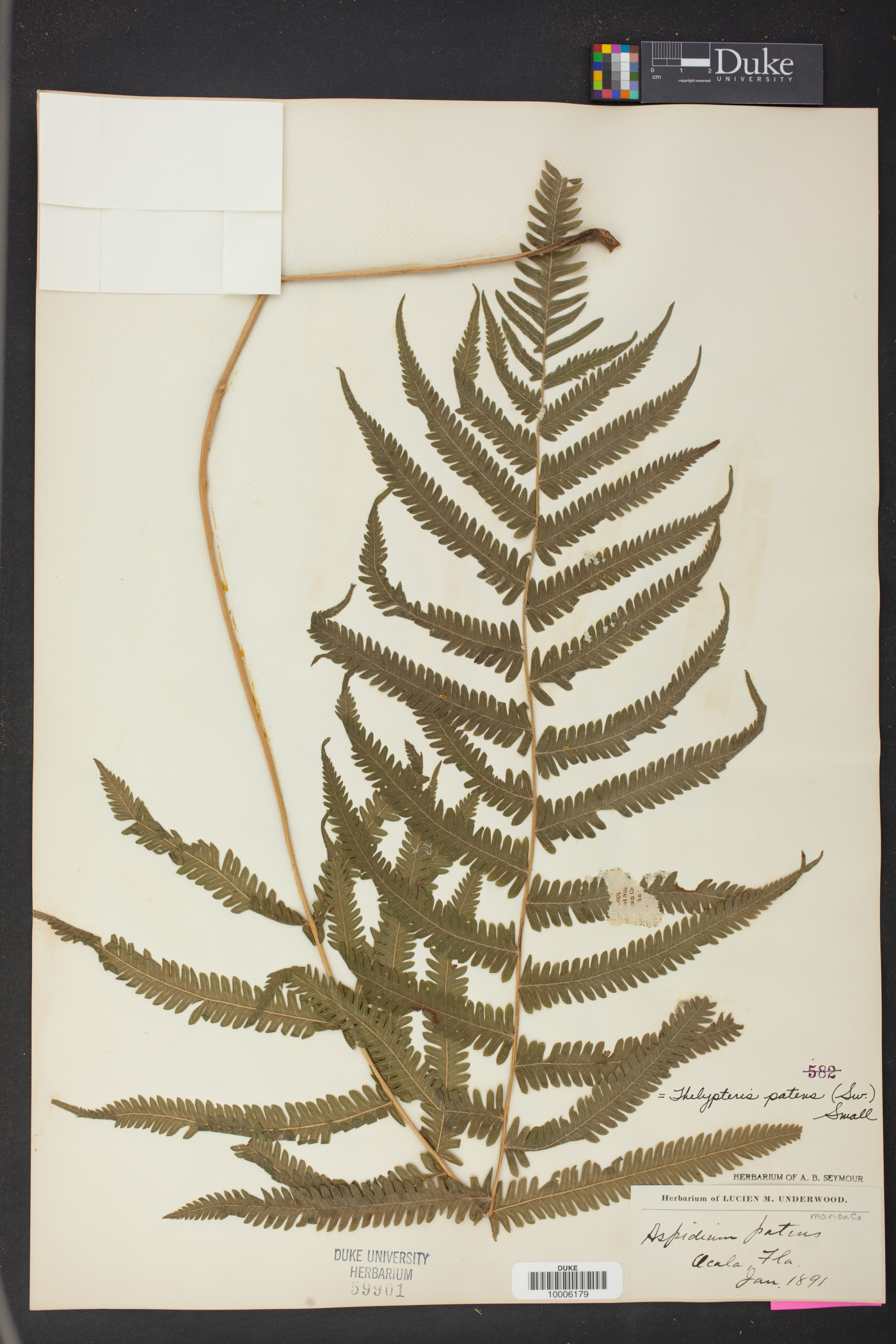 Thelypteris patens image