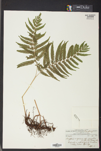 Thelypteris kunthii image