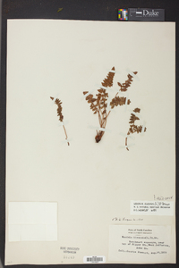 Woodsia ilvensis image