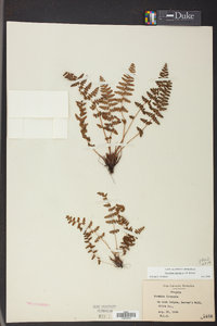 Woodsia ilvensis image