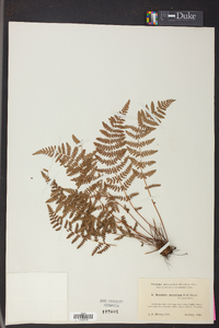 Woodsia scopulina image