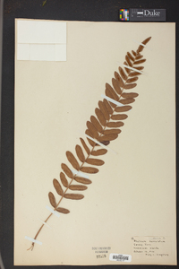 Blechnum serrulatum image