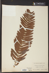 Blechnum serrulatum image