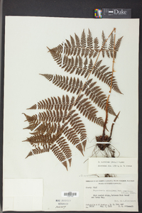 Dryopteris campyloptera image