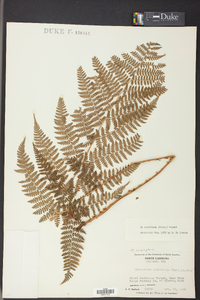 Dryopteris campyloptera image