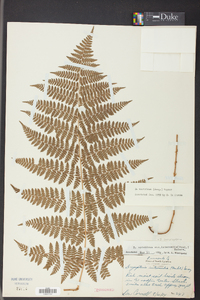 Dryopteris campyloptera image