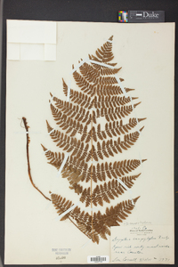 Dryopteris campyloptera image