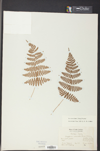 Dryopteris campyloptera image