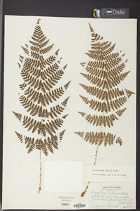 Dryopteris campyloptera image