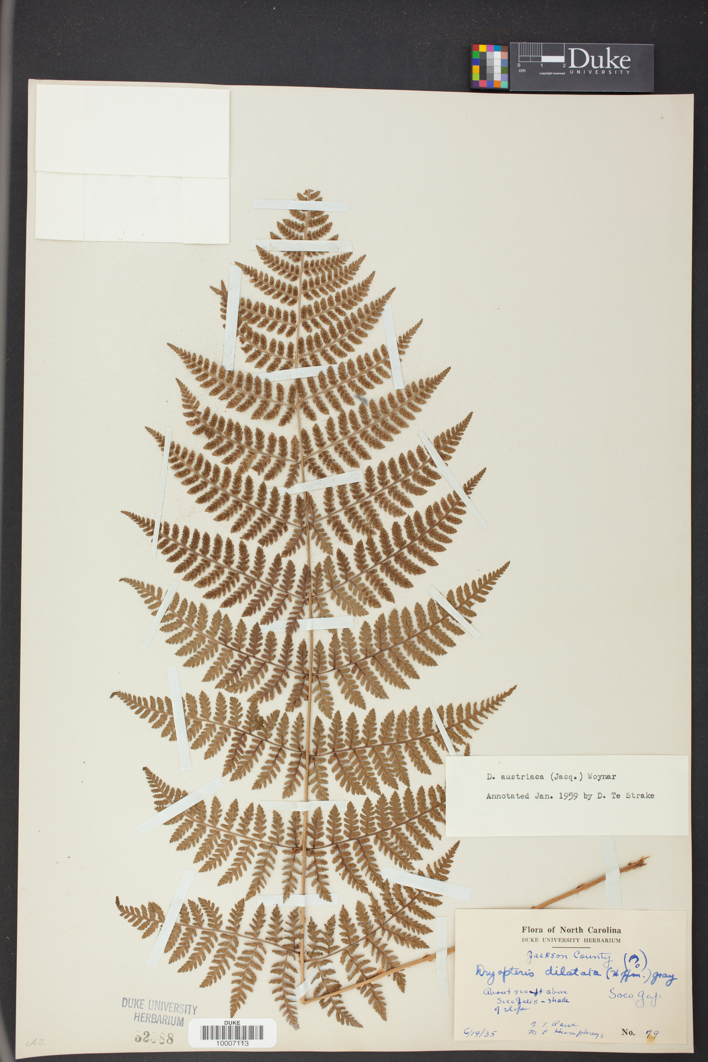 Dryopteris campyloptera image