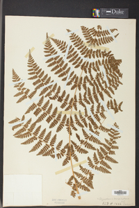 Dryopteris campyloptera image