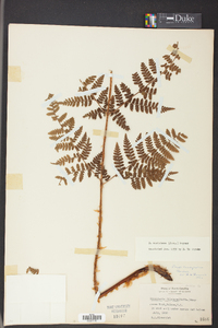 Dryopteris campyloptera image