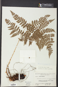 Dryopteris campyloptera image