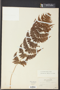 Dryopteris campyloptera image