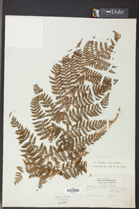 Dryopteris campyloptera image