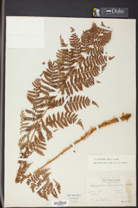 Dryopteris campyloptera image