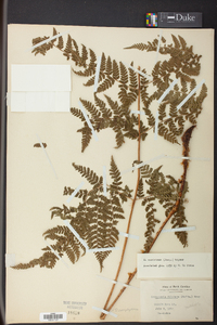 Dryopteris campyloptera image