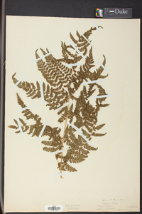 Dryopteris campyloptera image