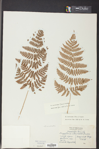 Dryopteris campyloptera image