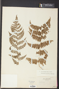 Dryopteris campyloptera image