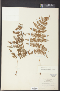 Dryopteris campyloptera image