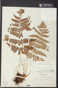 Dryopteris campyloptera image