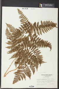 Dryopteris campyloptera image